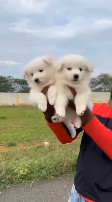 Pomeranian Puppy, farm video