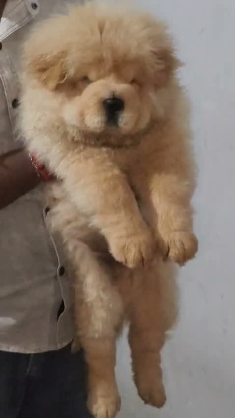 Chow Chow Puppies, farm video