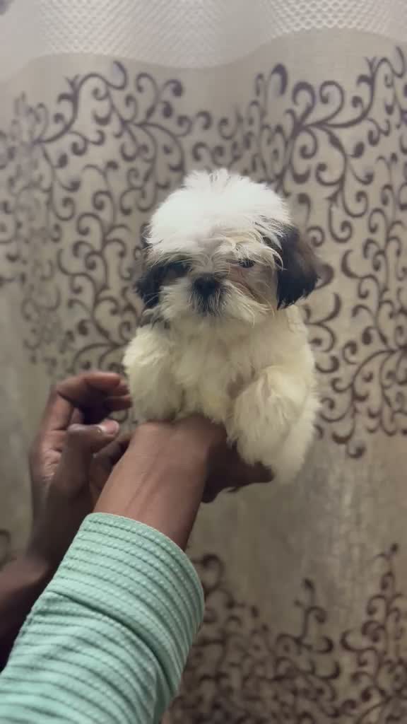 Shih Tzu | Black Color, farm video