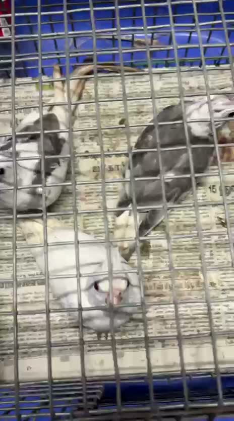 Cockatiel | Pied, farm video