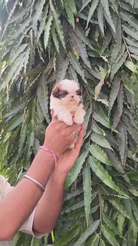 Shih Tzu | Black Color, farm video
