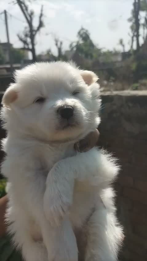 Pomeranian Puppy, farm video