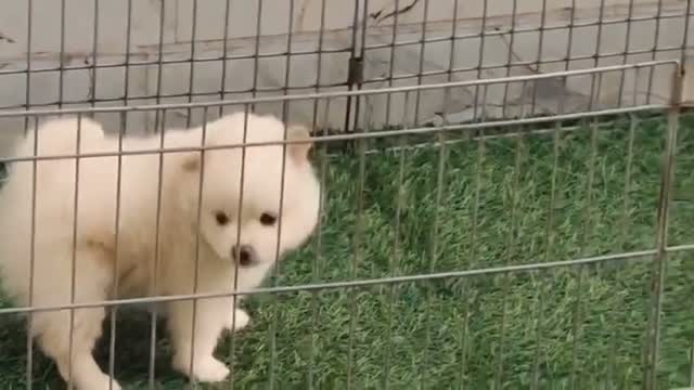 Pomeranian Puppy, farm video
