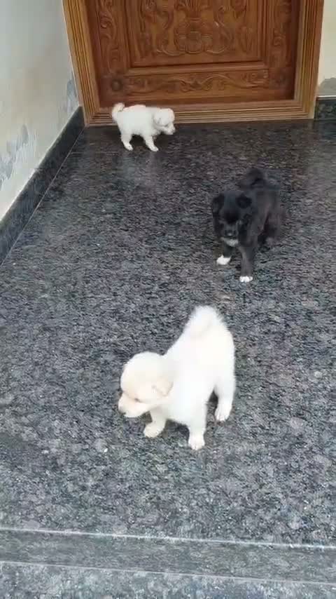 Pomeranian Puppy, farm video