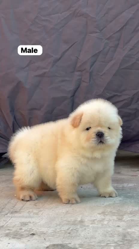Chow Chow Puppies, farm video