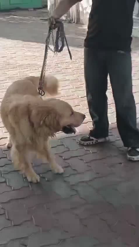 Golden Retriever, farm video