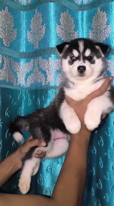 Siberian Husky Puppy | Black & White Color, farm video