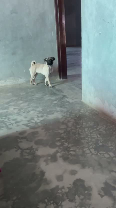 Pug Puppy, farm video