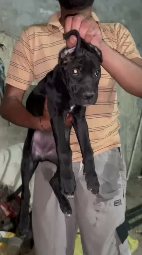 Cane Corso Puppy | Brindle, farm video