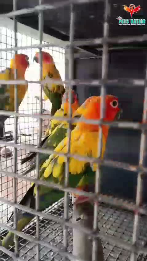 Sun Conure, farm video
