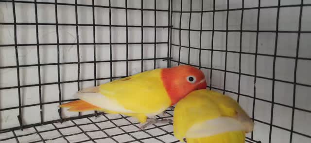 African Love Birds | Lutino, farm video