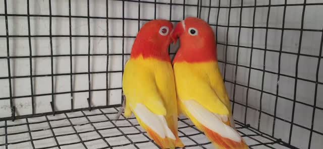 African Love Birds | Opaline, farm video