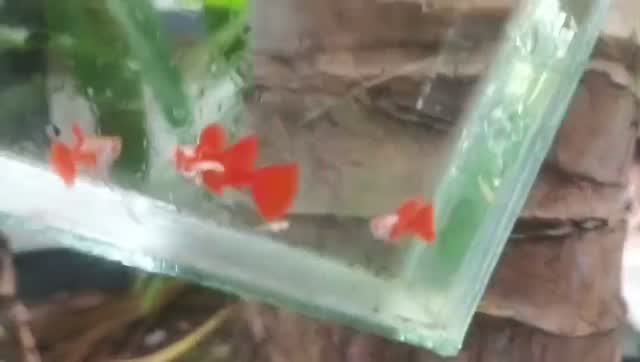 Red-rumped Parakeet, farm video