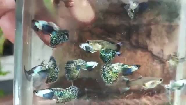 Dumbo Rat, farm video