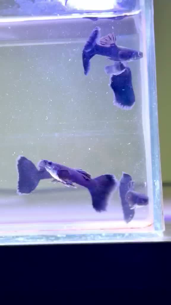 Dumbo Rat, farm video