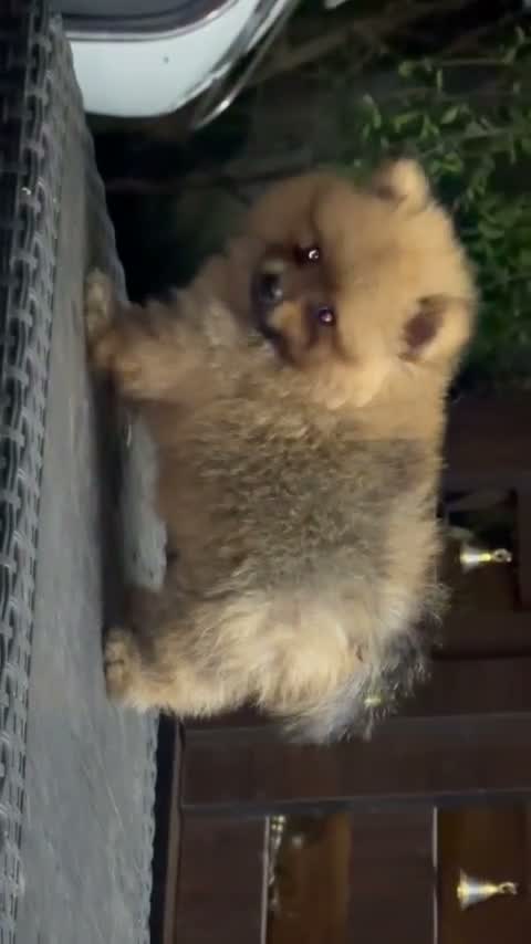 Culture Pom Puppy, farm video