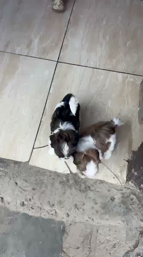 Shih Tzu | Black Color, farm video