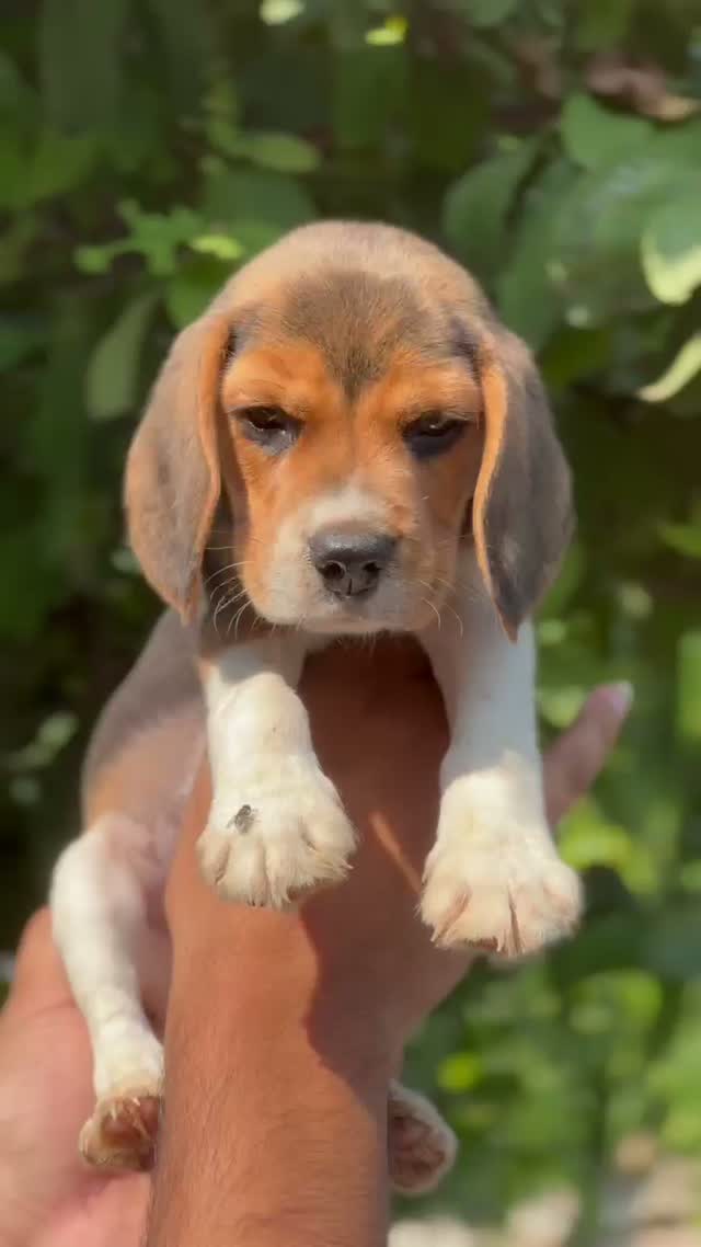 Beagle Black & Tan Puppy, farm video