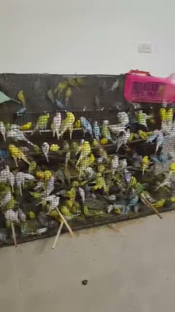 Budgies | Fallow, farm video