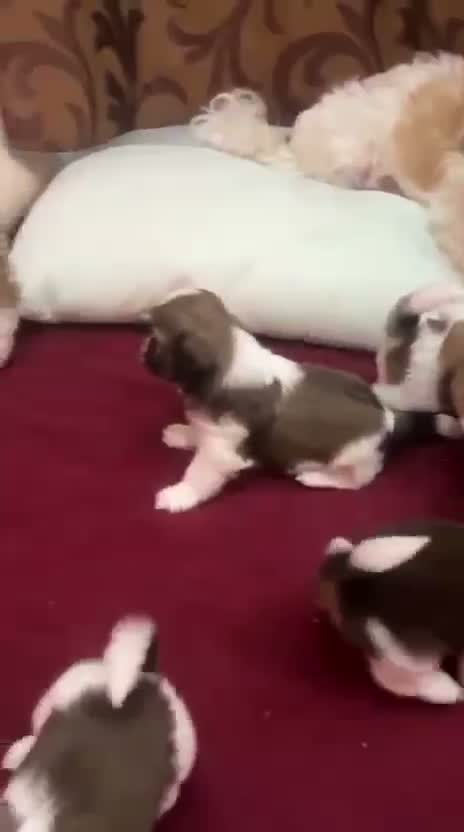 Shih Tzu | Black Color, farm video