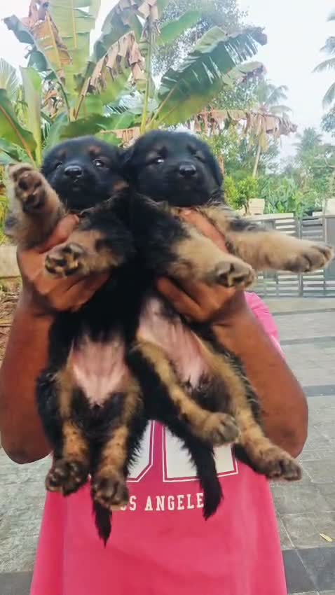 German Shepherd Puppy, farm video
