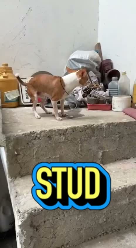 Chihuahua Puppy, farm video