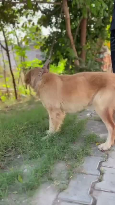 Dachshund Puppy | Brown, farm video