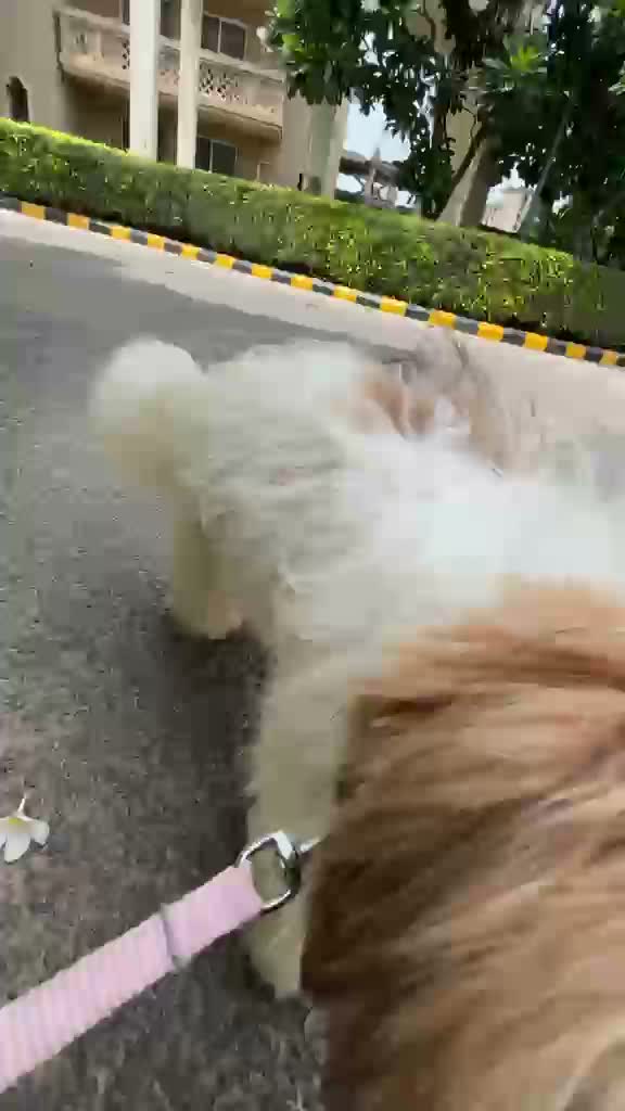 Shih Tzu | Black Color, farm video