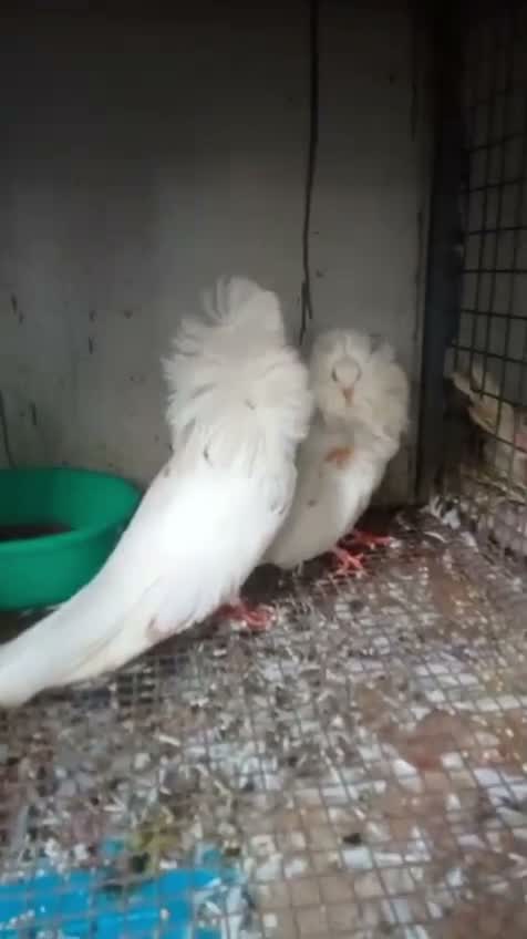 Homer Pigeon, farm video