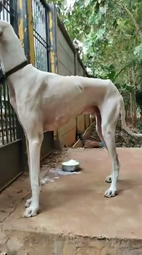 Mudhol Hound Puppy, farm video
