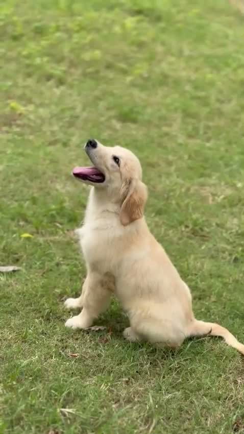 Beagle Black & Tan Puppy, farm video