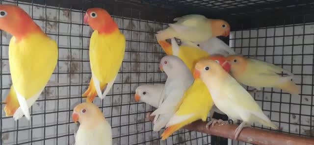 African Love Birds | Opaline, farm video