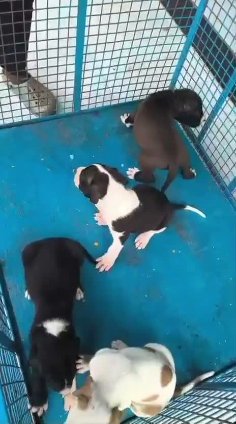American Bully XL Size Puppy, farm video