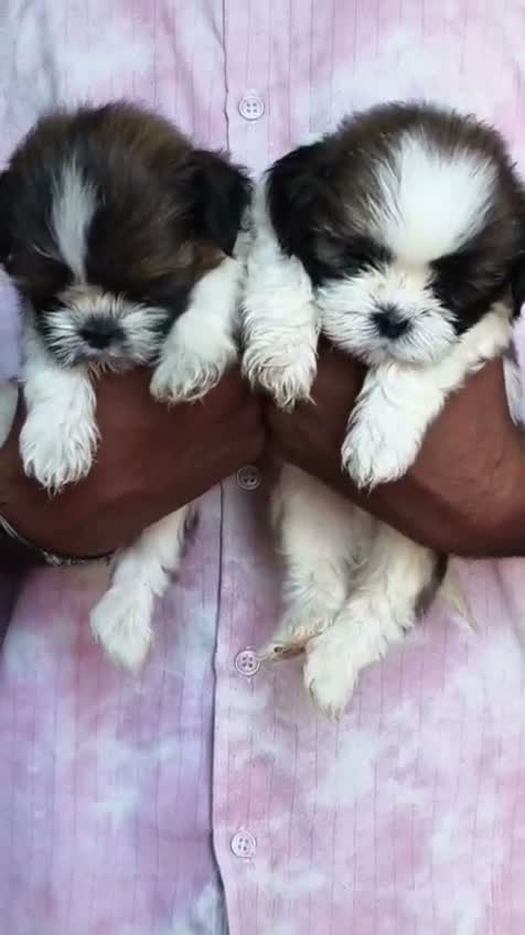 Dachshund Puppy | Brown & Tan, farm video