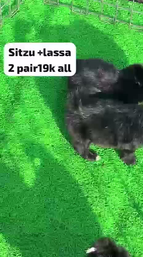 Shih Tzu | Black Color, farm video