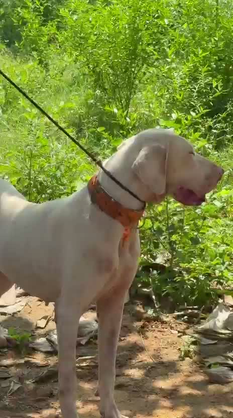 American Bully XL Size Puppy, farm video