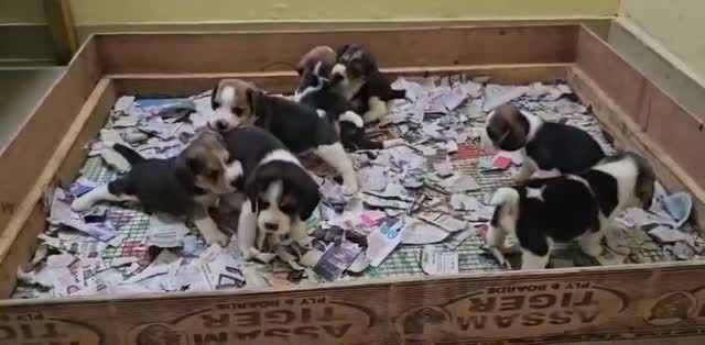 Beagle Black & Tan Puppy, farm video