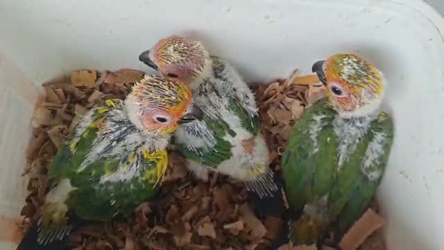 Red-rumped Parakeet, farm video