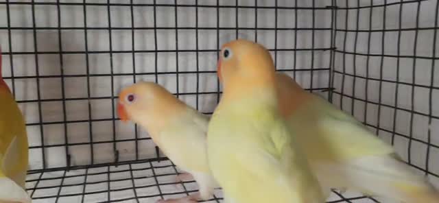 African Love Birds | Fallow, farm video