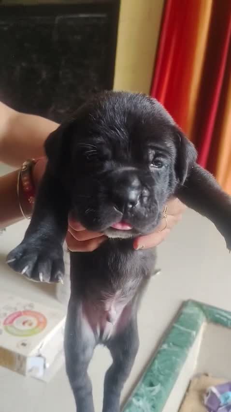 Dachshund Puppy | Brown & Tan, farm video