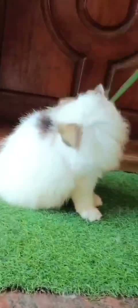 Persian, farm video