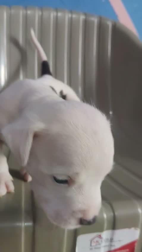 Pitbull Terrier Puppy, farm video