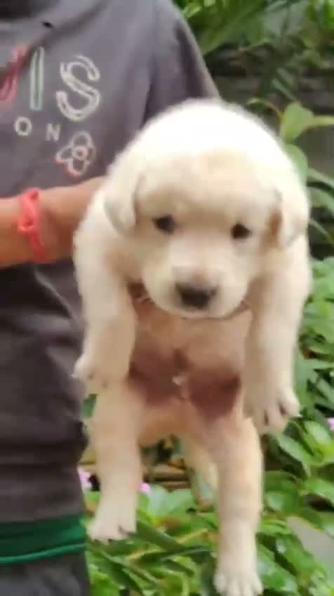 Beagle Black & Tan Puppy, farm video