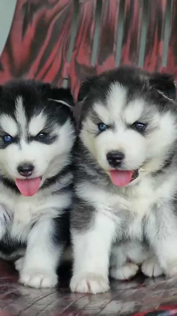 Siberian Husky Puppy | Black & White Color, farm video