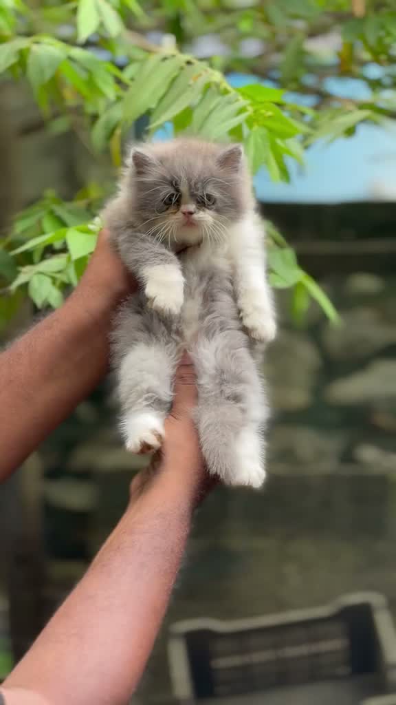 Persian, farm video