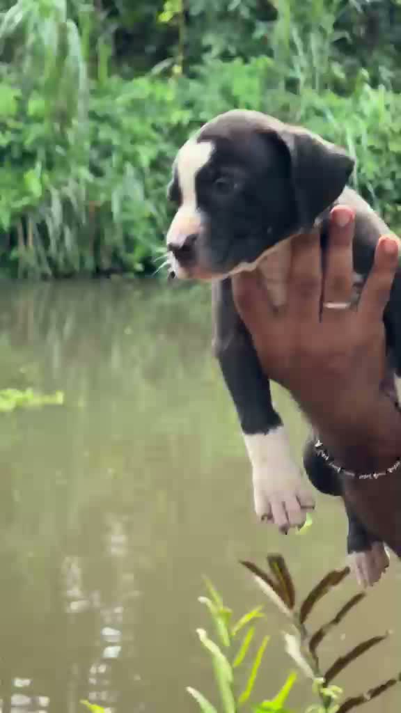 American Bully XXL Size Puppy, farm video