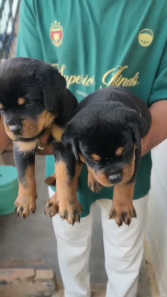 Rottweiler Puppy, farm video