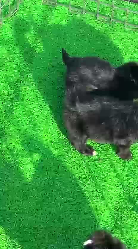 Shih Tzu | Black Color, farm video
