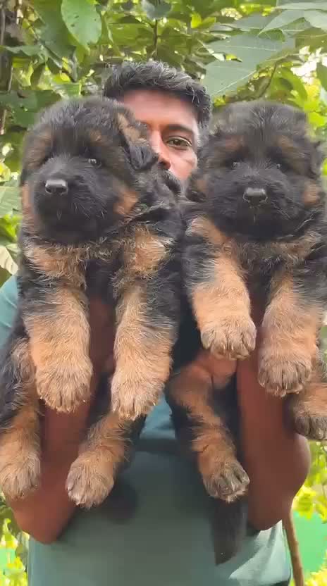 German Shepherd Puppy, farm video