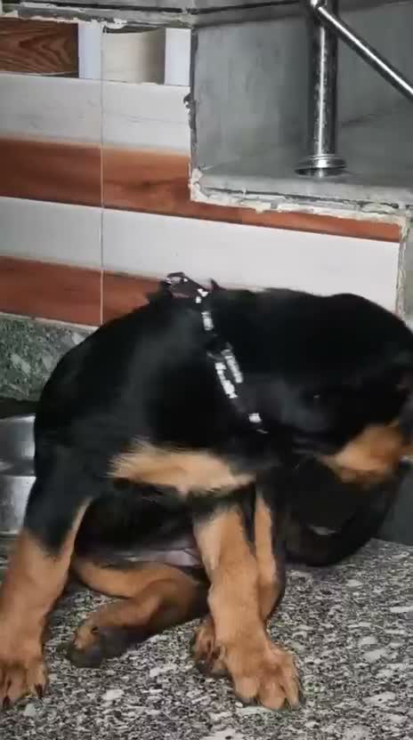 Rottweiler Puppy, farm video